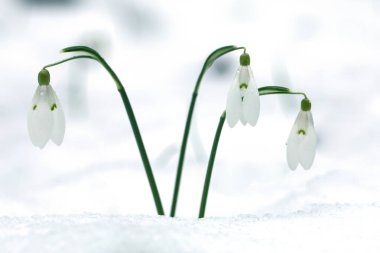Buz Kırılganlığı: Kar Damlası Çiçekleri Kış Soğuğuna Karşı Çıktı