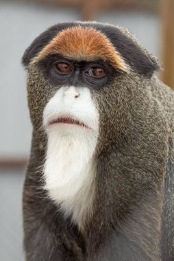 Brazza's Monkey: Gentle Observer of the Forest Canopy clipart