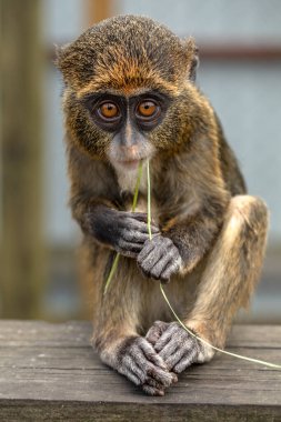 Little De Brazza Monkey: Curious Explorer of the Treetops clipart