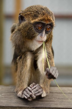 Miniature Majesty: The De Brazza Monkey's World clipart