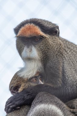 Young Friends: De Brazza Monkey and its Small Companion clipart