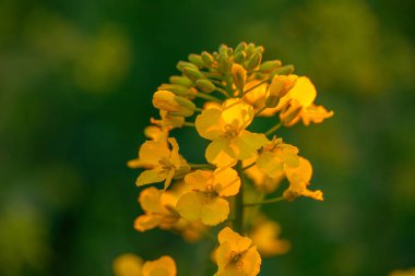 Sarı Senfoni: Tecavüztohumu Rüzgarda Dans Ediyor