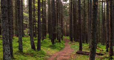 Orman Katedrali: Heybetli Ladin Ağaçları Huzur içinde Kule