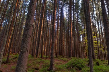 Doğanın Sığınağı: Huzurlu Spruce Ormanı Solace ve Barış Sunuyor