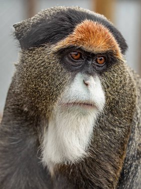 Brazza's Monkey: Secretive Dweller of the Treetops clipart