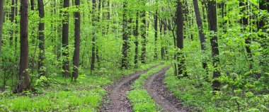 Sırılsıklam Tarım: Yağmurda Sırılsıklam Tarlalar