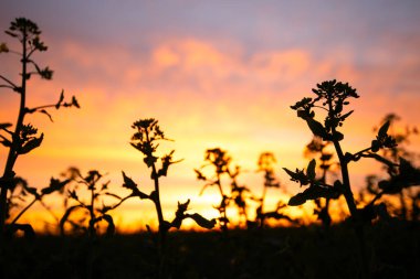İyi akşamlar Majesteleri: Tecavüztohumu Çiçekleri Alacakaranlık Sıcaklığıyla Parlıyor