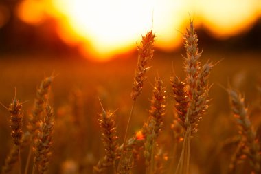 Buğday Tarlası Güzelliği: Günbatımında Buğday Kulakları