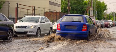 Bıyıklı Gezgin: İskoç Tekir Kedisi Parkın Tadını Çıkartıyor