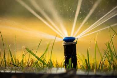 Aqua Senfonisi: Yeşillik Suyu