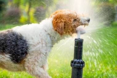 Köpek Dostu: Çimenleri Nozzle ile Sulamak