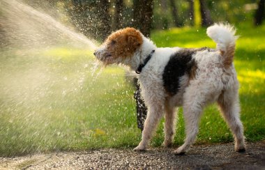 Köpek Sahipleri İçin Bahçe Bakımı: Bir Nozzle Kullanımı