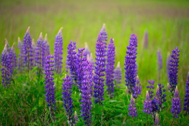 Lupine Tarlaları: Kılıçların Arasında Parlayan Çiçekler
