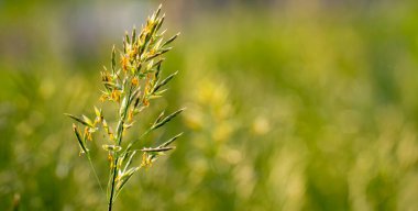 Doğanın Mücevherleri: Yeşil Bıçaklardaki Çiy Parıltısı