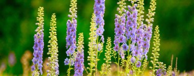 Majestic Spire: Yükselen Delphiniumlar Gökyüzüne Uzanıyor