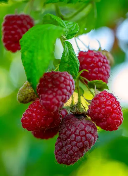 stock image Bursting with Flavor: Raspberries Ripe and Ready to Enjoy