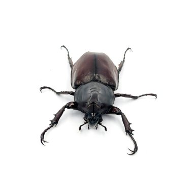 Erkek gergedan böceği, Herkül böceği, boynuz böceği, beyaz arka planda izole edilmiş böcek..