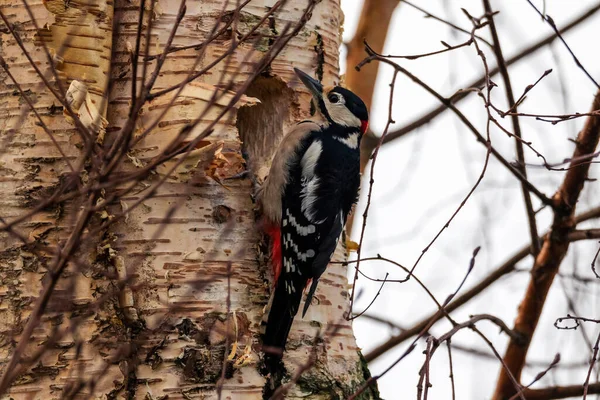 Close Portrait Great Spotted Woodpecker Pecking Drilling Hole Birch Tree — Stock Photo, Image