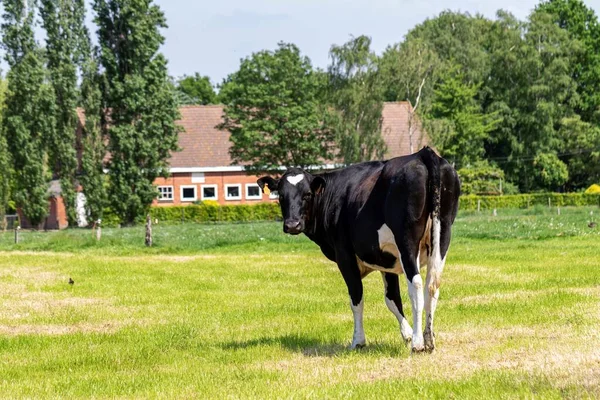 Das Porträt Einer Kuh Die Auf Einer Weide Steht Und — Stockfoto