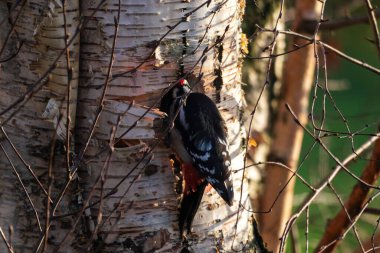 Büyük benekli bir ağaçkakanın kendine yuva yapmak için ağaç gövdesini gagalayan ya da delen yakın portresi. Kuş içeriden odunları almak için deliği yarıladı..