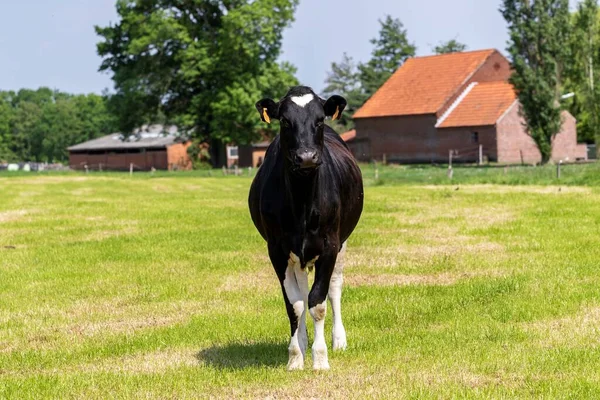 Portrait Cow Standing Still Grass Meadow Mammal Animal Black White — Stock Photo, Image