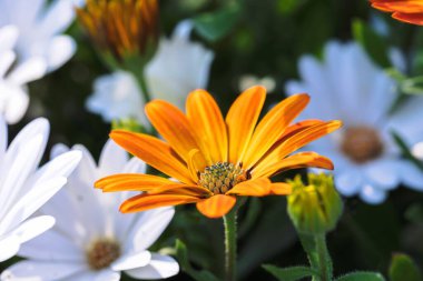 Çok sayıda beyaz papatya arasında duran turuncu bir Afrika papatyasının güzel ve renkli bir portresi. Bu canlı çiçeğe aynı zamanda osteospermum da denir..