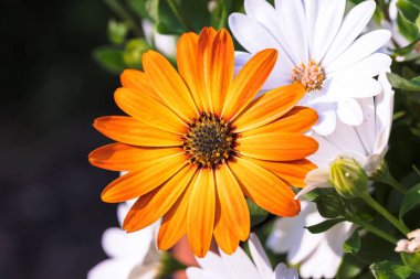 Bir bahçede duran ve diğer beyaz papatyaların üzerinde çiçek açan turuncu bir Afrikalı papatya veya osteospermum 'un renkli bir portresi. Canlı çiçeğin taç yaprağında bir eğim vardır ve merkezdedir..