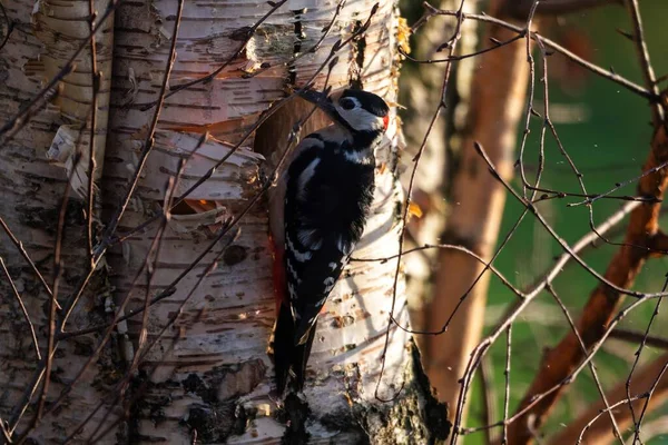 Portrait Great Spotted Woodpecker Dendrocopos Major Hanging Side Birch Tree — Stock Photo, Image