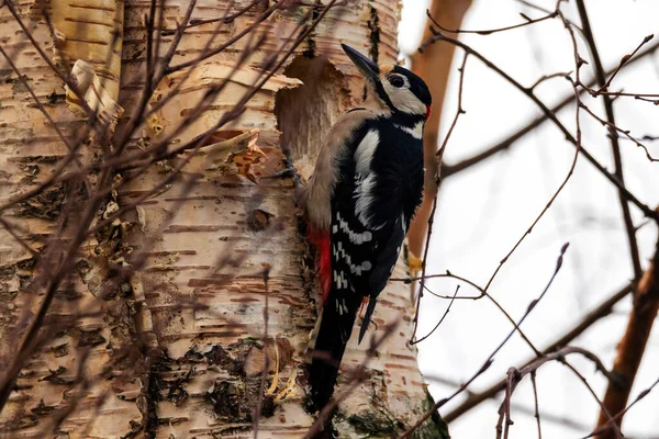 Close Great Spotted Woodpecker Dendrocopos Major Hanging Side Tree Trunk — Stock Photo, Image