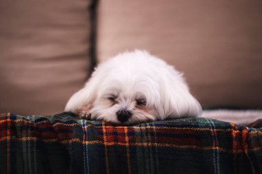 Sıcak bir battaniyenin üzerinde kanepede uzanmış beyaz, sevimli bir köpeğin yakın plan portresi. Evcil hayvan gözleri kapalı tatlı rüyalar görürken derin uykuda..