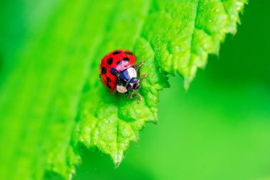 Kırmızı bir uğur böceğinin yakın portresi ya da siyah benekli bir kuyrukböceği, bir ağacın yeşil yaprağına doğru yürüyor. Böcek bahçede çok işe yarar..