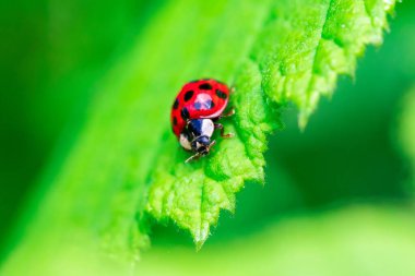 Kırmızı bir uğur böceği portresi ya da siyah benekli kuyrukböceği, bir ağacın yeşil yaprağına doğru yürüyor ve neredeyse düşüyordu. Böcek bahçede çok işe yarar..