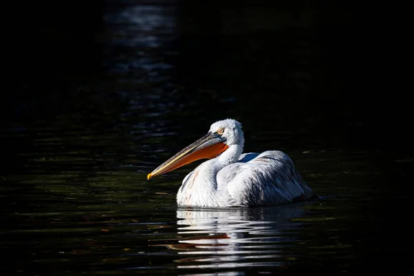 stock image A portrait of an american white pelican swimming in the water of a lake on a sunny day. The water bird is surrounded by darkness and is almost completely isolated from its environment.