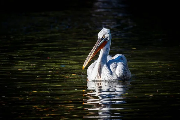 호수에서 수영하고 미국의 펠리컨의 물새는 햇빛을 빛나며 주위를 둘러보고 — 스톡 사진