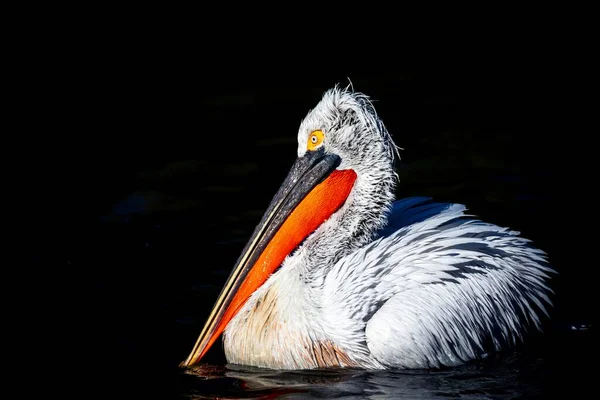 Retrato Perto Pelicano Branco Americano Nadando Água Lago Dia Ensolarado — Fotografia de Stock