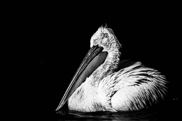 Retrato Preto Branco Pelicano Branco Americano Nadando Água Lago Dia — Fotografia de Stock