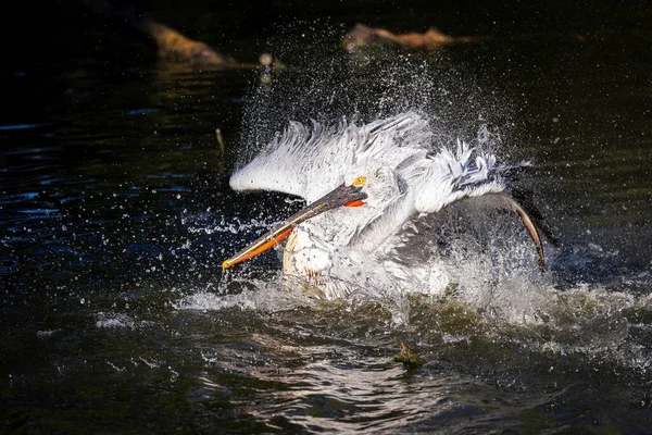 Retrato Pelicano Branco Americano Batendo Suas Asas Água Lago Fim — Fotografia de Stock
