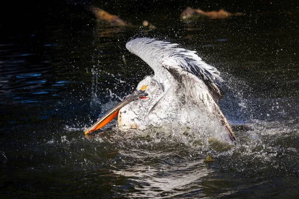 Retrato Perto Pelicano Branco Americano Batendo Suas Asas Água Lago — Fotografia de Stock