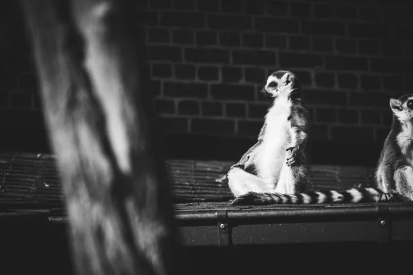 Divertente Ritratto Orizzontale Bianco Nero Maestro Zen Anello Coda Lemure — Foto Stock