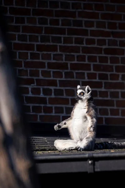 Een Grappig Verticaal Portret Van Een Zen Meesterring Achtervolgd Lemur — Stockfoto