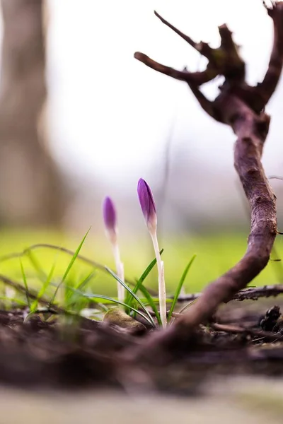 Ein Porträt Zweier Geschlossener Kleiner Lila Krokusblüten Die Frühling Gras — Stockfoto