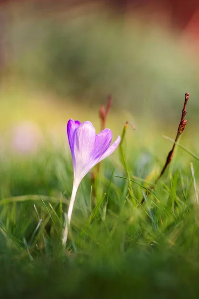 晴れた日に外の庭で草の緑のぼかしの間に立って紫色のクロッカスの花の垂直肖像画を閉じます 春に小花を咲かせ花弁が開きます — ストック写真