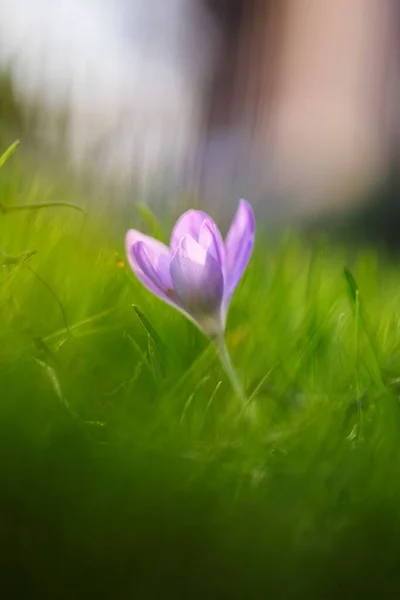 阳光灿烂的日子里 在花园里 一朵紫色番红花矗立在一片绿油油的草地中间 这是一幅特写 这朵花在春天开花了 — 图库照片