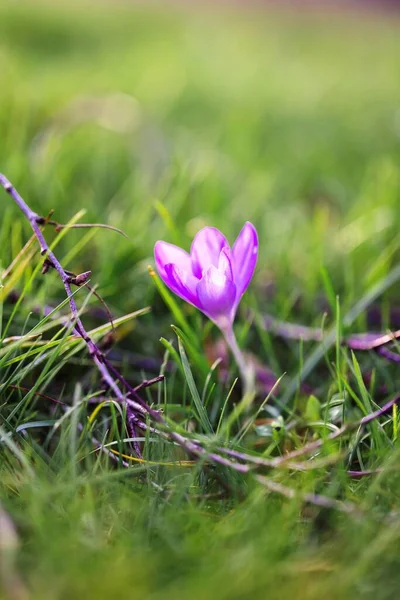 Ett Porträtt Liten Lila Krokus Blomma Som Står Gräset Omgiven — Stockfoto