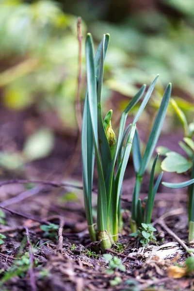 Ein Porträt Einer Grünen Narzissenpflanze Die Noch Wächst Frühling Eine — Stockfoto