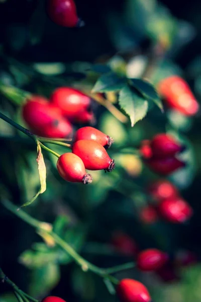 Vertical portrait of rose hip, rose haw or rose hep berries still hanging on a branch inbetween the leaves of the bush of the plant ready to be harvested to make some tea or be used in a kind of food.