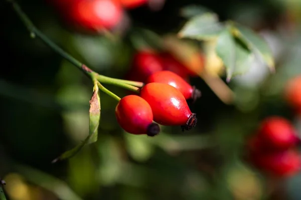 Close up portrait of rose haw, rose hip or rose hep berries still hanging on a branch inbetween the leaves of the bush of the plant ready to be harvested to make some tea or be used in a kind of food.