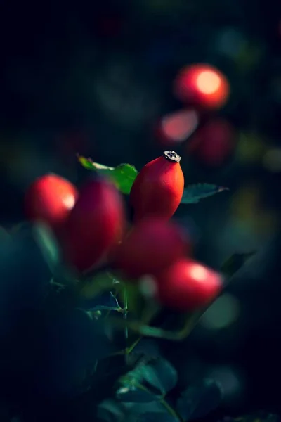 Vertical portrait of rose hep, rose hip or rose haw berries still hanging on a branch inbetween the leaves of the bush of the plant ready to be harvested to make some tea or be used in a kind of food.