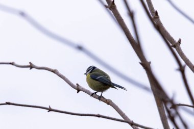 A close up portrait of a blue tit or cyanistes caeruleus bird sitting on a branch without leafs of a tree. The perched bird is looking towards an overcast sky.