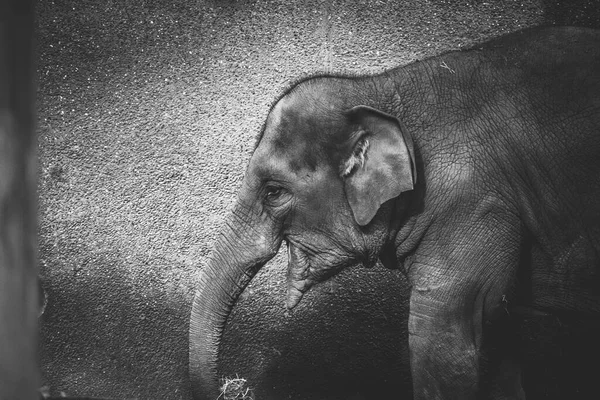 Retrato Blanco Negro Joven Elefante Gris Zoológico Bélgica Gran Animal — Foto de Stock